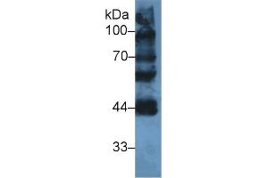 Western Blot; Sample: Mouse Testis lysate; Primary Ab: 2µg/ml Rabbit Anti-Human LYAR Antibody Second Ab: 0. (LYAR antibody  (AA 288-379))