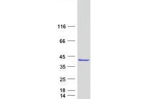 Validation with Western Blot (GIMAP7 Protein (Myc-DYKDDDDK Tag))