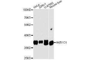 Western blot analysis of extracts of various cell lines, using AKR1C1 antibody. (AKR1C1 antibody  (AA 1-323))