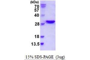 SDS-PAGE (SDS) image for Nuclear Transport Factor 2-Like Export Factor 2 (NXT2) (AA 1-197) protein (His tag) (ABIN667694) (NXT2 Protein (AA 1-197) (His tag))