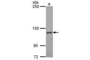 Image no. 2 for anti-NCK Associated Protein 1 (NCKAP1) (N-Term) antibody (ABIN1494055) (NCKAP1 antibody  (N-Term))