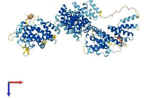 Integrator Complex Subunit 8 (INTS8) (AA 1-995) protein (His tag)