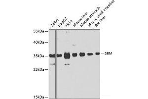 Western blot analysis of extracts of various cell lines using SRM Polyclonal Antibody at dilution of 1:1000. (Spermidine Synthase antibody)