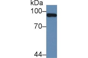Western Blot; Sample: Human Liver lysate; Primary Ab: 2µg/mL Rabbit Anti-Human PML Antibody Second Ab: 0. (PML antibody  (AA 59-239))