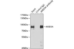 Immunoprecipitation analysis of 150 μg extracts of MCF7 cells using 3 μg A antibody (ABIN6131196, ABIN6137102, ABIN6137103 and ABIN6223591). (ARID3A antibody  (AA 324-593))