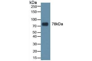 Western blot analysis of recombinant Human TRF. (Transferrin antibody  (AA 361-683))
