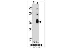 Western blot analysis of SFRS1 using rabbit polyclonal SFRS1 Antibody using 293 cell lysates (2 ug/lane) either nontransfected (Lane 1) or transiently transfected (Lane 2) with the SFRS1 gene. (SRSF1 antibody  (C-Term))