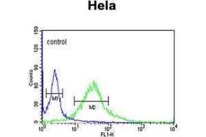 Flow cytometric analysis of Hela cells using Fibromodulin Antibody (C-term) Cat. (Fibromodulin antibody  (C-Term))