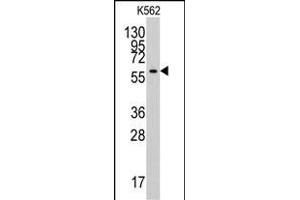 Western blot analysis of anti-YARS2 Antibody (N-term) (ABIN6244048 and ABIN6579016) in K562 cell line lysates (35 μg/lane).