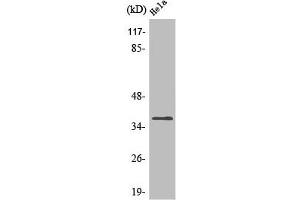 OR4Q3 antibody  (C-Term)
