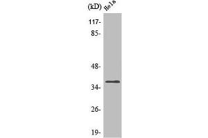 OR4Q3 antibody  (C-Term)