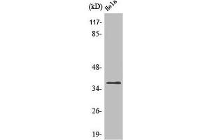 Western Blot analysis of HepG2 cells using Olfactory receptor 4Q3 Polyclonal Antibody (OR4Q3 antibody  (C-Term))