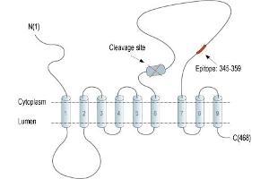Presenilin 1 (PSEN1) peptide