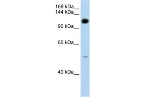 Western Blotting (WB) image for anti-Pumilio Homolog 2 (Drosophila) (PUM2) antibody (ABIN2462259) (PUM2 antibody)