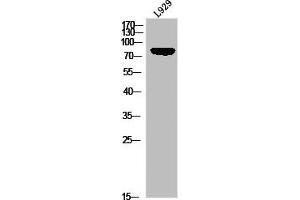 Western blot analysis of L929 using p-HSL (S855) antibody. (LIPE antibody  (pSer855))