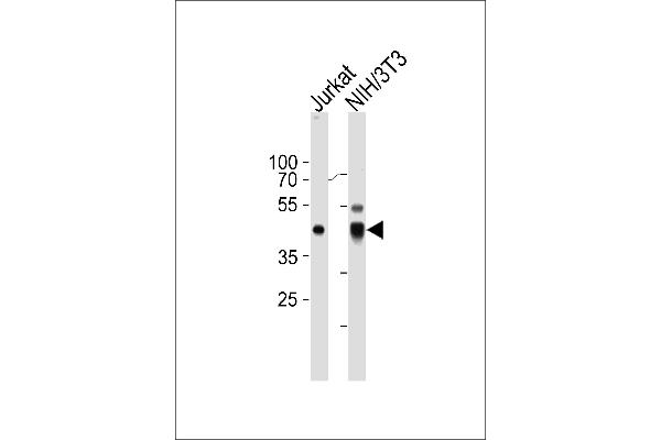 PA2G4 antibody  (C-Term)