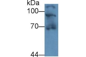 Detection of HSP90b1 in Human 293T cell lysate using Polyclonal Antibody to Heat Shock Protein 90 kDa Beta 1 (HSP90b1)