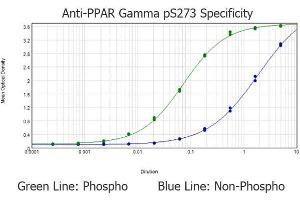 ELISA results of purified Rabbit anti-PPAR gamma pS273 tested against BSA-conjugated non-phospho and phospho forms of immunizing peptide. (PPARG antibody  (Internal Region, pSer273))