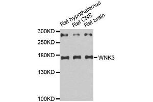 Western Blotting (WB) image for anti-WNK Lysine Deficient Protein Kinase 3 (WNK3) antibody (ABIN1876778) (WNK3 antibody)