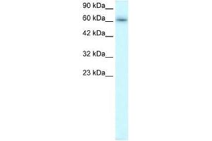 TRAFD1 antibody used at 0.