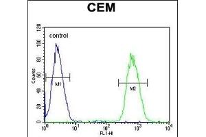 GAL3ST1 Antibody (Center) (ABIN652831 and ABIN2842543) flow cytometric analysis of CEM cells (right histogram) compared to a negative control cell (left histogram). (GAL3ST1 antibody  (AA 88-116))