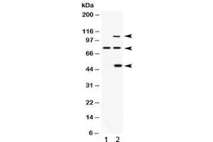 Western blot testing of 1) rat brain and 2) human 293 lysate with PACE4 antibody.