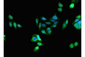 Immunofluorescent analysis of HepG2 cells using ABIN7163119 at dilution of 1:100 and Alexa Fluor 488-congugated AffiniPure Goat Anti-Rabbit IgG(H+L) (PCTP antibody  (AA 1-214))