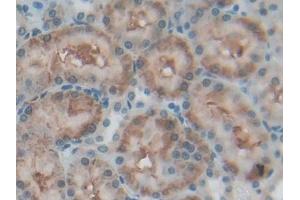 DAB staining on IHC-P; Samples: Rat Kidney Tissue (CD90 antibody  (AA 1-161))