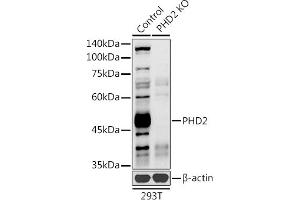 Western blot analysis of extracts from normal (control) and PHD2 knockout (KO) 293T cells, using PHD2 antibody (ABIN7266909) at 1:1000 dilution. (EGLN1 antibody  (AA 1-426))