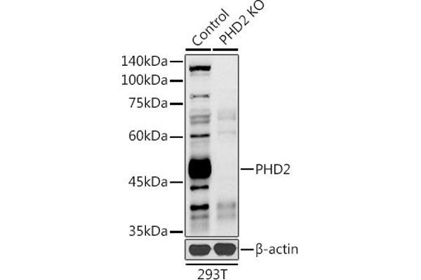 EGLN1 抗体  (AA 1-426)
