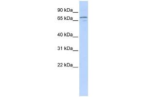 WB Suggested Anti-NRG3 Antibody Titration:  0.
