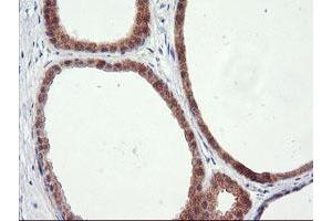 Immunohistochemical staining of paraffin-embedded Human breast tissue using anti-RGS16 mouse monoclonal antibody.