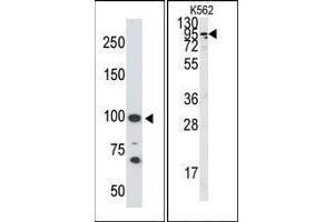 Image no. 1 for anti-Angiotensin I Converting Enzyme 2 (ACE2) (C-Term) antibody (ABIN358578) (ACE2 antibody  (C-Term))