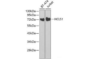 Western blot analysis of extracts of various cell lines using HCLS1 Polyclonal Antibody at dilution of 1:1000. (HCLS1 antibody)