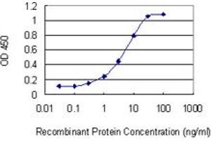 Detection limit for recombinant GST tagged RHOBTB2 is 0. (RHOBTB2 antibody  (AA 510-619))