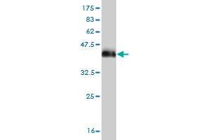 Western Blot detection against Immunogen (38. (DLX2 antibody  (AA 1-110))