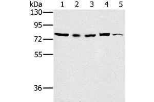 Western Blot analysis of 293T, Raw264. (TAB3 antibody)