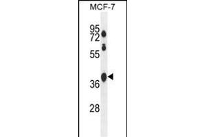 STA2L Antibody (Center) (ABIN654541 and ABIN2844257) western blot analysis in MCF-7 cell line lysates (35 μg/lane). (SPATA2L antibody  (AA 206-235))