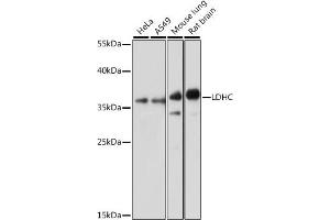 Western blot analysis of extracts of various cell lines, using LDHC antibody (ABIN7268172) at 1:1000 dilution. (Lactate Dehydrogenase C antibody  (AA 150-250))