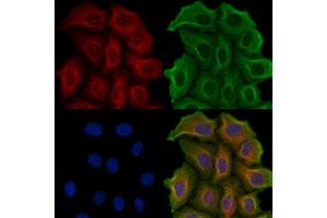 ABIN6257909 and ABIN6274573 staining Hela cells by IF/ICC.