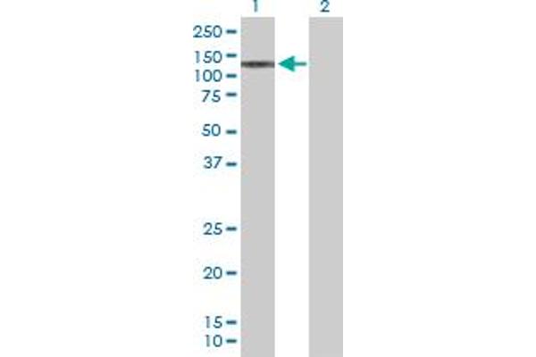 STK36 antibody  (AA 1-1315)
