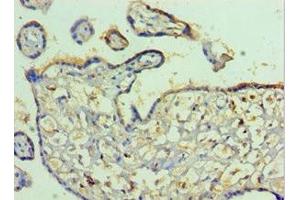 Immunohistochemistry of paraffin-embedded human placenta tissue using ABIN7163737 at dilution of 1:100