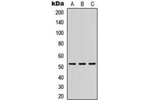Western blot analysis of DMRTA1 expression in HEK293T (A), Raw264.