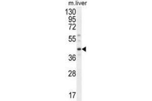 Western blot analysis in mouse liver tissue lysates (35ug/lane) using DNAJC11  Antibody (N-term). (DNAJC11 antibody  (N-Term))