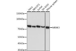 Western blot analysis of extracts of various cell lines, using MEKK3 Rabbit mAb (ABIN7268651) at 1:1000 dilution. (MAP3K3 antibody)