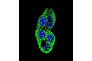 Confocal immunofluorescent analysis of STL Antibody (ABIN659139 and ABIN2843768) with HepG2 cell followed by Alexa Fluor® 488-conjugated goat anti-mouse lgG (green). (MASTL antibody)