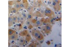 #VALUE! (VEGF121 antibody  (AA 28-147))