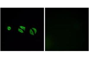 Immunofluorescence analysis of A549 cells, using OR10G6 Antibody. (OR10G6 antibody  (AA 261-310))