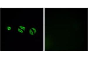 Immunofluorescence analysis of A549 cells, using OR10G6 Antibody.