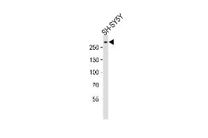 Anti-SPTAN1 Antibody (Center) at 1:2000 dilution + SH-SY5Y whole cell lysates Lysates/proteins at 20 μg per lane. (SPTAN1 antibody  (AA 977-991))